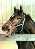 Thoroughbred, Equine Art - The Big Yawn